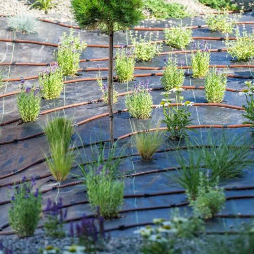 Lush Garden Bed With Drip Irrigation System in Bright Sunlight